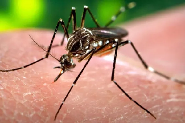 La zanzara Aedes Aegypti, portratrici del virus Zika / Creative Commons