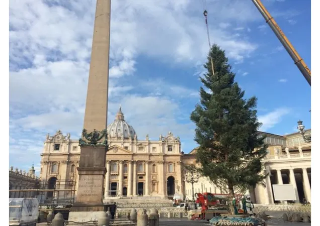Albero Piazza San Pietro | Il posizionamento dell'Abete in Piazza San Pietro | Radio Vaticana