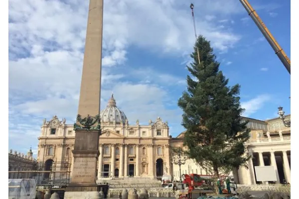 Il posizionamento dell'Abete in Piazza San Pietro / Radio Vaticana