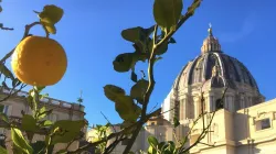 Una veduta della Basilica di San Pietro / Vatican Media