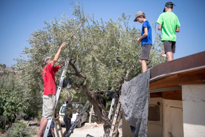 La raccolta degli ulivi al Getsemani  |  | Custodia di Terra Santa 