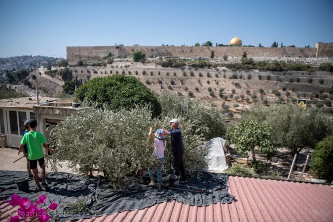 La raccolta degli ulivi al Getsemani  |  | Custodia di Terra Santa 