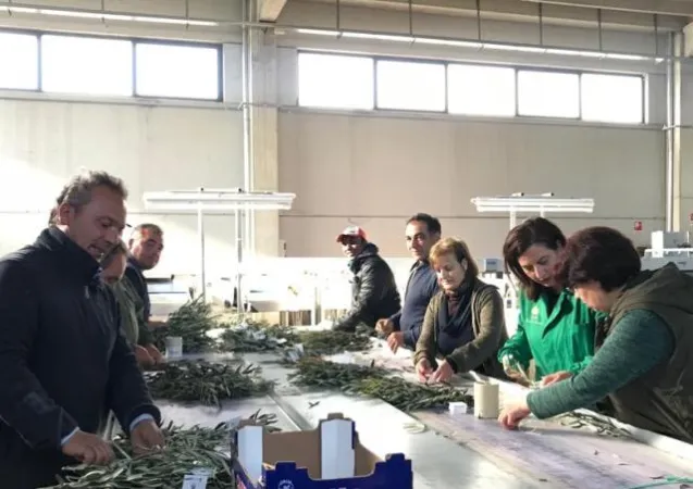 La preparazione dei ramoscelli di ulivo a Rossano Calabro  |  | www.coriglianoinforma.it