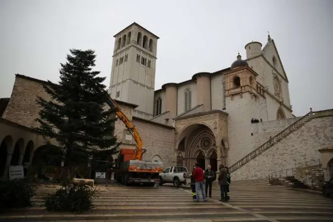L'albero di Assisi |  | sanfrancescopatronoditalia.com