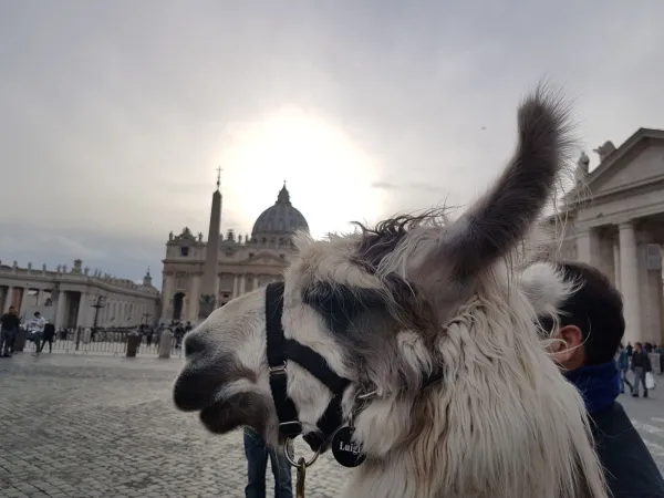 I lama arrivano a San Pietro |  | Alexey Gotovsky