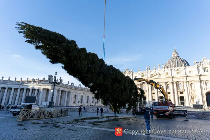 L'albero in Piazza San Pietro per il Natale 2025 |  | Governatorato S.C.V.