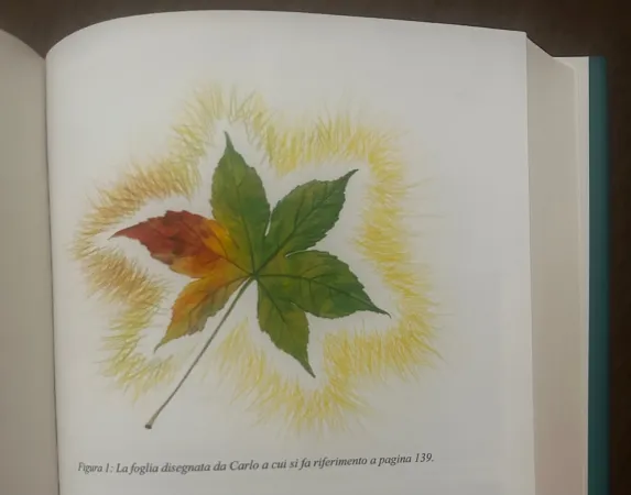 Il disegno inedito di San Carlo Acutis |  | libro 