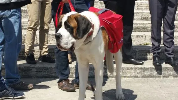 Il cane Magnum in Udienza | | Martha Calderon, ACI Group