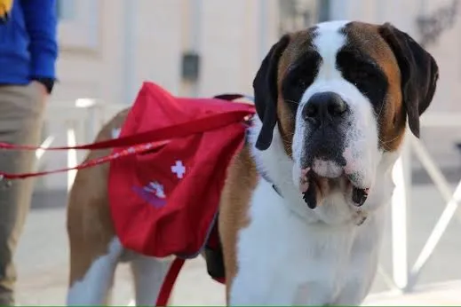 Il cane Magnum in Udienza | | Daniel Ibanez, ACI Group