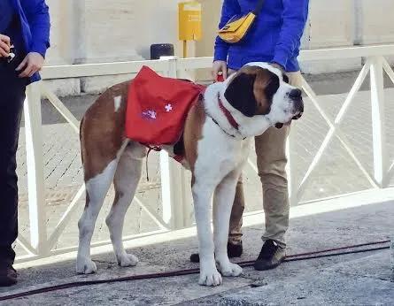 Il cane Magnum in Udienza | | Martha Calderon, ACI Group