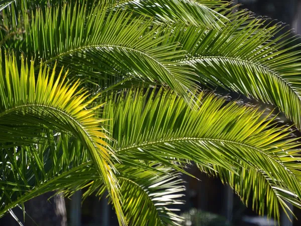 Le Palme |  | Chiesa di Bologna